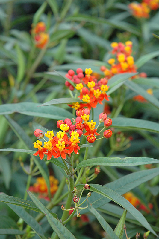 Red Butterfly Milkweed (Asclepias curassavica 'Red Butterfly') at Squak Mountain Nursery