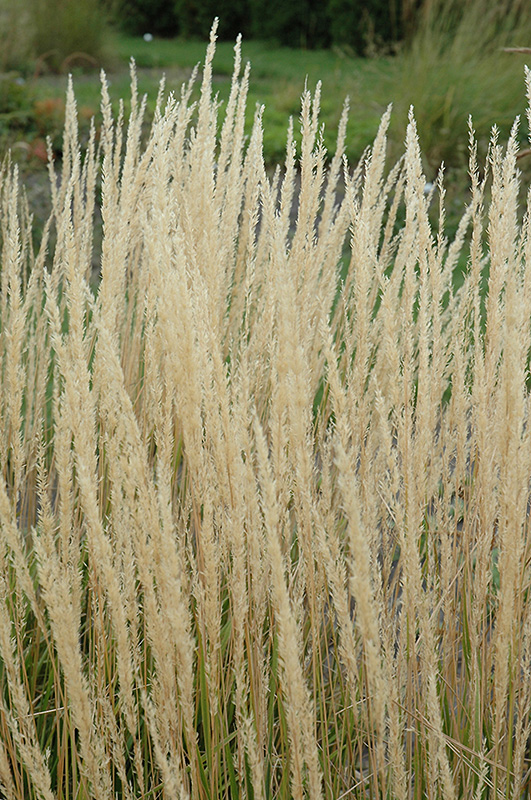 Karl Foerster Reed Grass (Calamagrostis x acutiflora 'Karl Foerster') at Squak Mountain Nursery