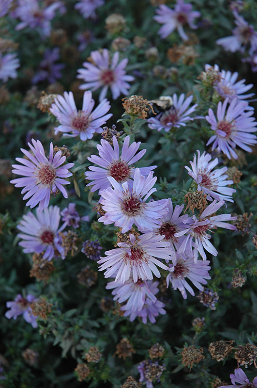 Woods Blue Aster (Aster 'Woods Blue') at Squak Mountain Nursery