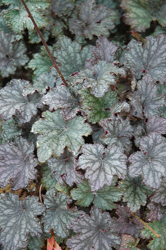 Frosted Violet Coral Bells (Heuchera 'Frosted Violet') at Squak Mountain Nursery