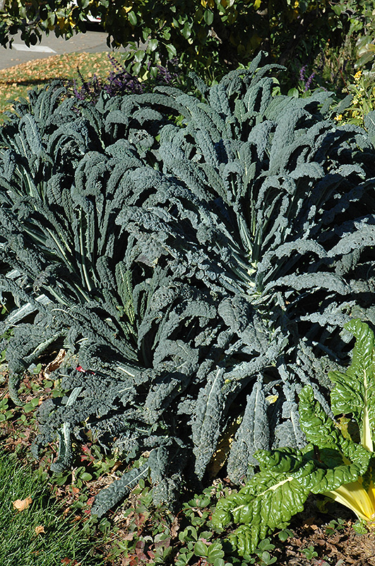    Dinosaur Kale (Brassica oleracea 'Lacinato') in Issaquah 