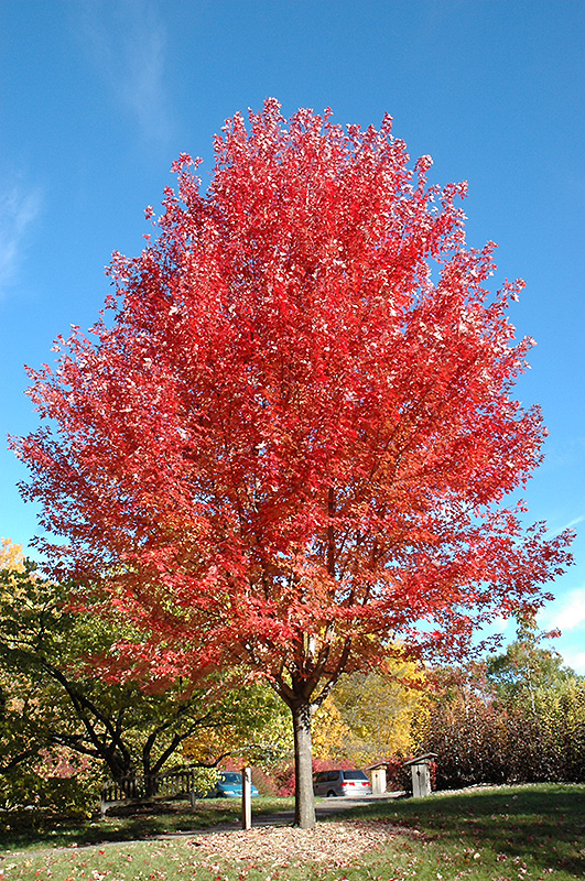 Autumn Blaze Maple (Acer x freemanii 'Jeffersred') at Squak Mountain Nursery