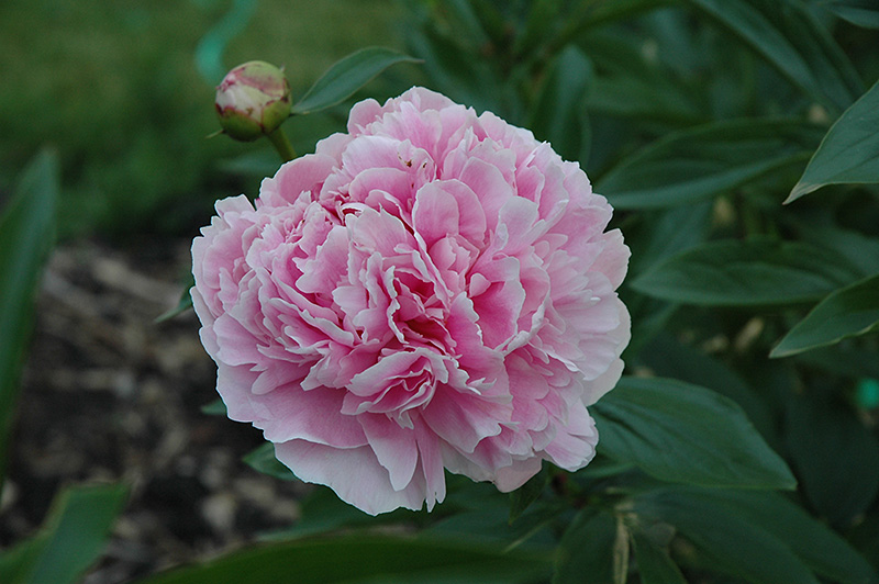 Mrs. Theodore Roosevelt Peony (Paeonia 'Mrs. Theodore Roosevelt') in ...