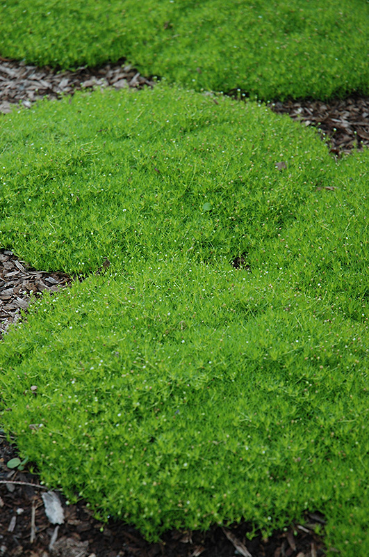 irish moss sagina subulata in issaquah seattle bellevue