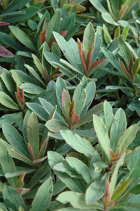 Helena's Blush Spurge (Euphorbia 'Inneuphhel') at Squak Mountain Nursery