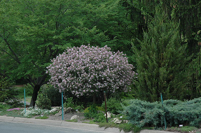 Dwarf Korean Lilac (tree form) (Syringa meyeri 'Palibin (tree form)') at Squak Mountain Nursery