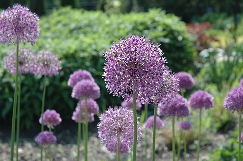 Giant Onion (Allium giganteum) in Issaquah Seattle Bellevue Redmond ...