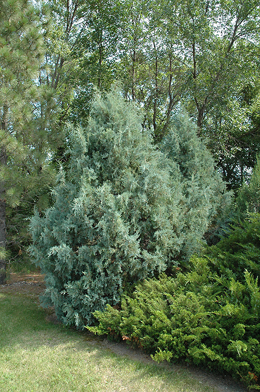 Wichita Blue Juniper (Juniperus scopulorum 'Wichita Blue') at Squak Mountain Nursery