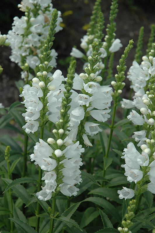 Miss Manners Obedient Plant (Physostegia virginiana 'Miss Manners') at Squak Mountain Nursery
