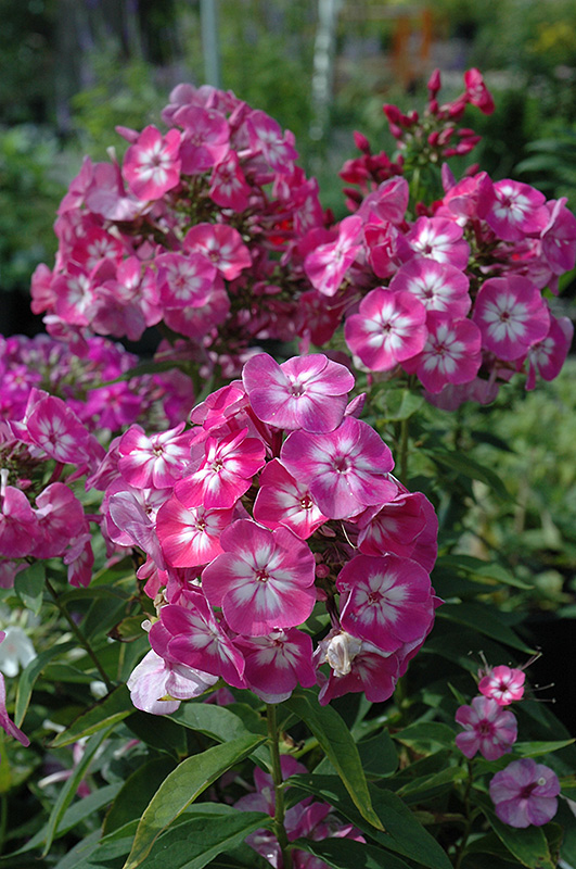 Volcano Pink Garden Phlox (Phlox paniculata 'Volcano Pink') in Issaquah