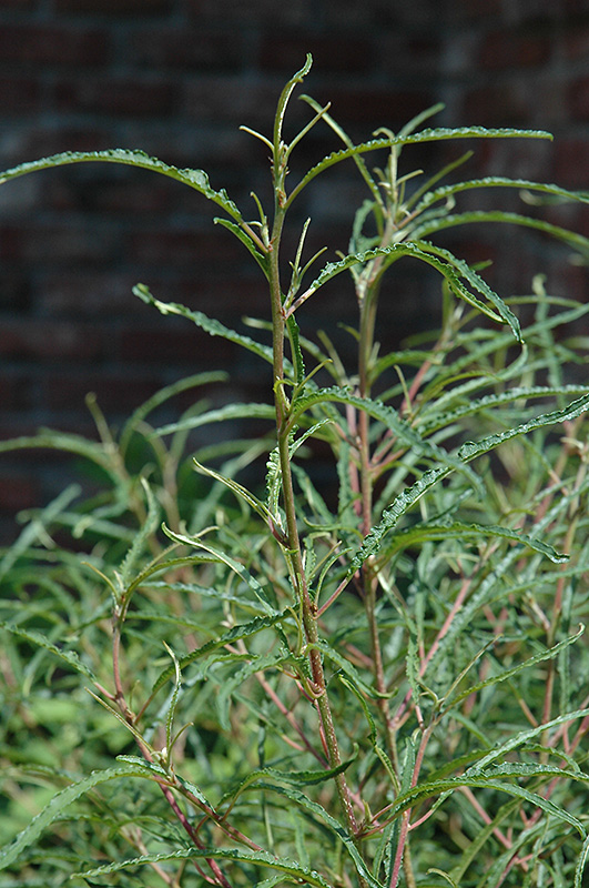 Fine Line Fern Leaf Buckthorn (Rhamnus frangula 'Ron Williams') at Squak Mountain Nursery