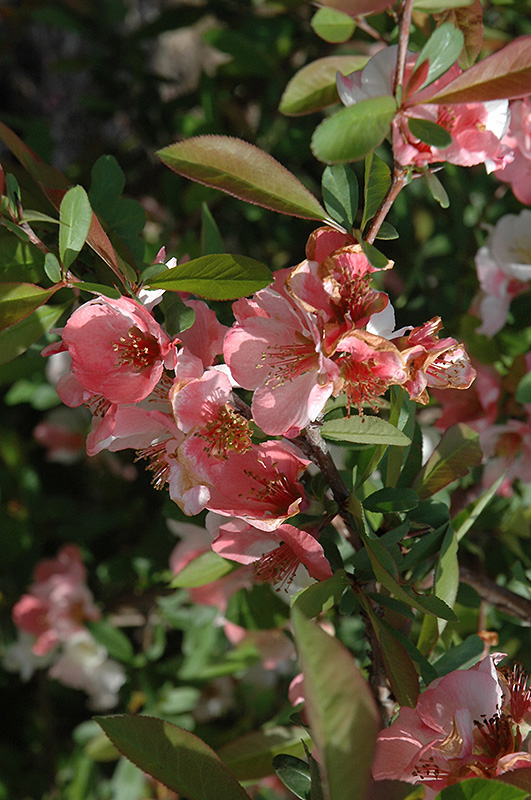 toyo-nishiki flowering quince chaenomeles speciosa 'toyo