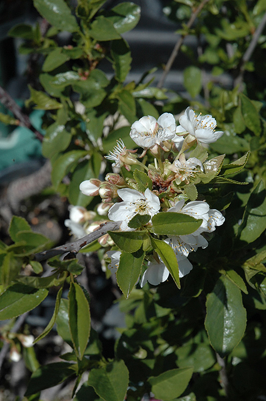 Romeo Cherry (Prunus 'Romeo') at Squak Mountain Nursery