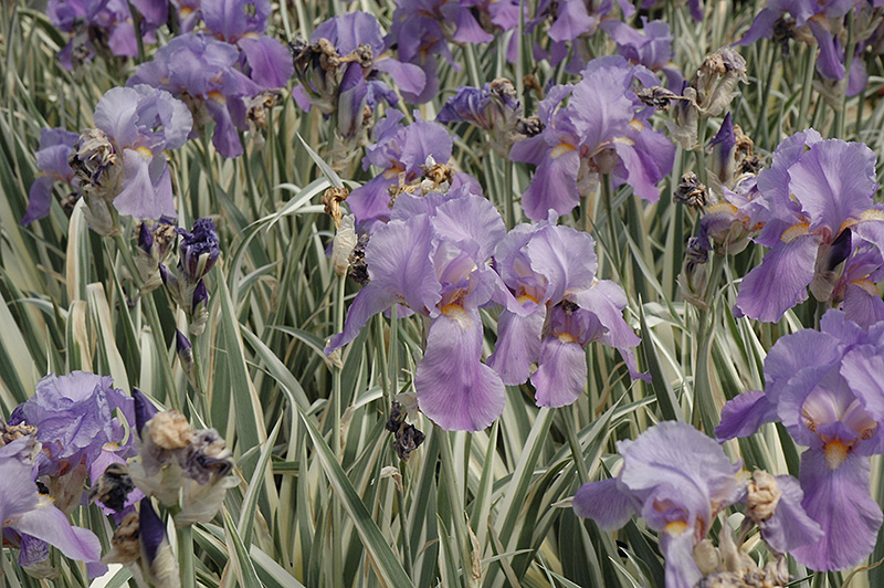Variegated Sweet Iris (Iris pallida 'Variegata') at Squak Mountain Nursery
