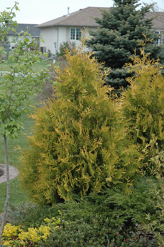 Yellow Ribbon Arborvitae (Thuja occidentalis 'Yellow Ribbon') at Squak Mountain Nursery