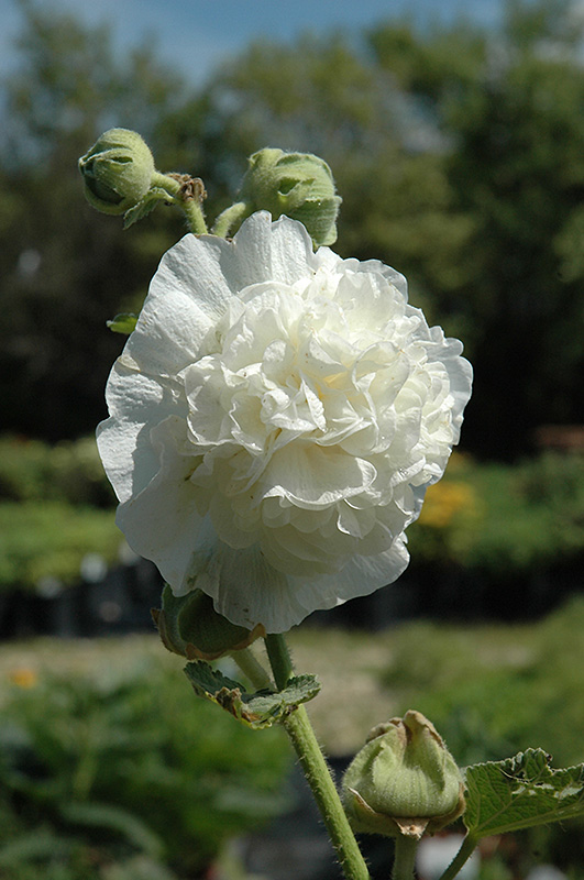 Chater's Double White Hollyhock (Alcea rosea 'Chater's Double White') at Squak Mountain Nursery