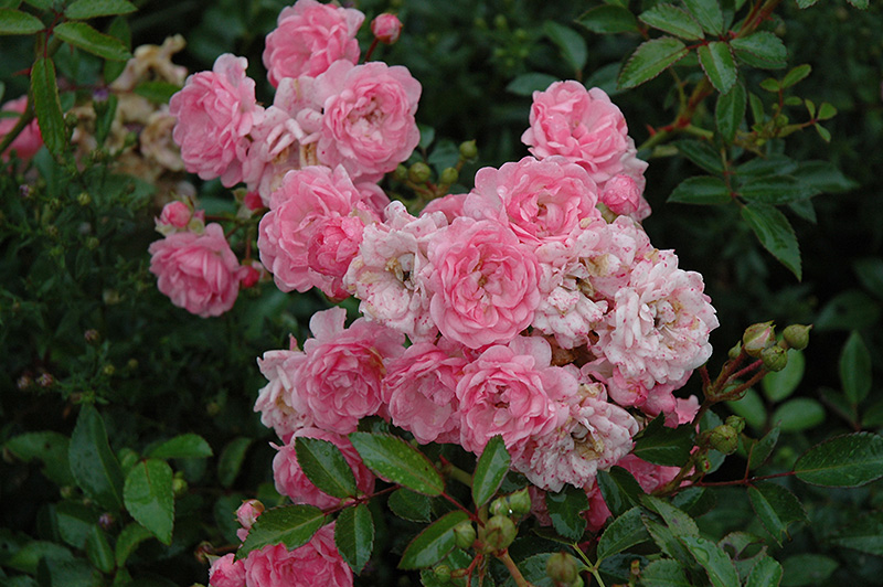 The Fairy Rose (Rosa 'The Fairy') at Squak Mountain Nursery