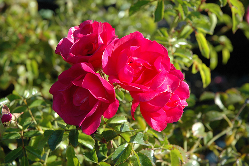 Flower Carpet Red Rose (Rosa 'Flower Carpet Red') in Frankfort