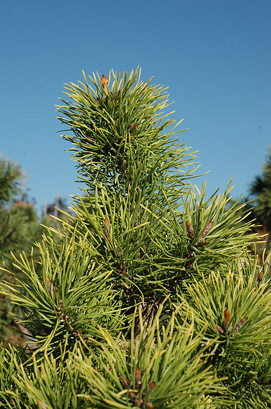 Chief Joseph Lodgepole Pine (Pinus contorta 'Chief Joseph 