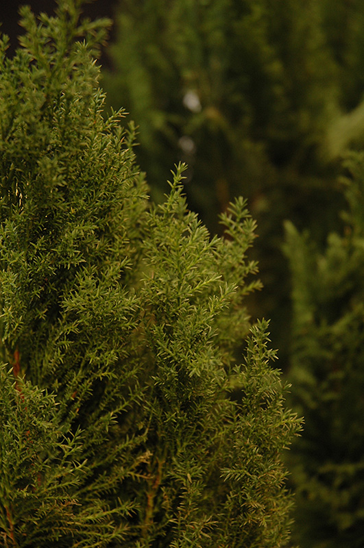 Leyland Cypress (Cupressocyparis x leylandii 'Relax') at Squak Mountain Nursery