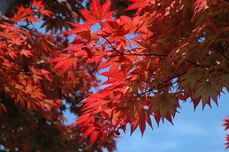 Oshio Beni Japanese Maple (Acer palmatum 'Oshio Beni') at Squak Mountain Nursery