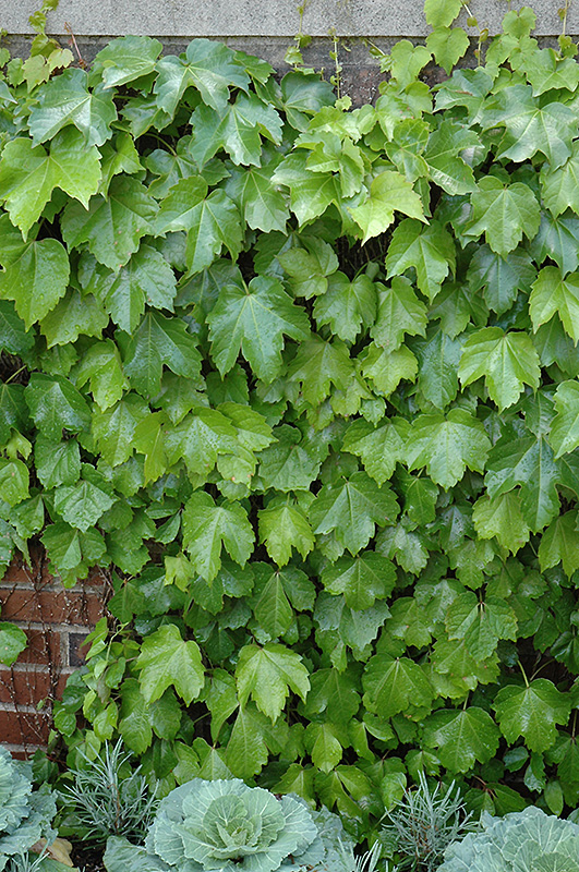 Veitch Boston Ivy (Parthenocissus tricuspidata 'Veitchii') at Squak Mountain Nursery
