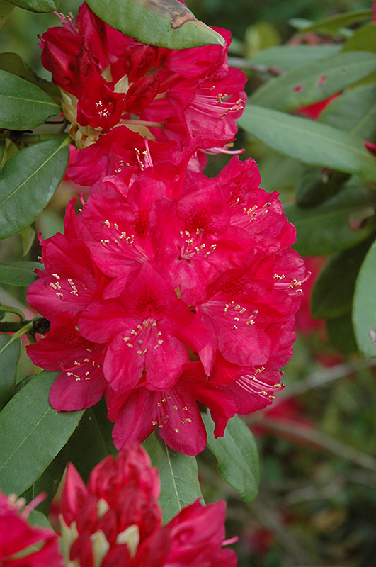 America Rhododendron (Rhododendron 'America') in Issaquah Seattle