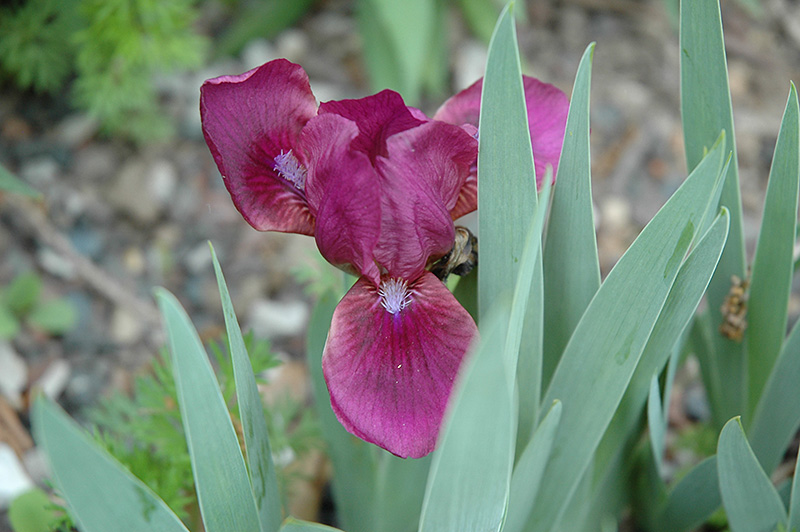 Maihania Iris (Iris pumila 'Maihania') at Squak Mountain Nursery