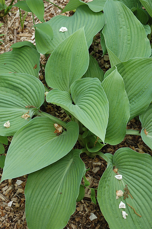 Bodacious Blue Hosta (Hosta 'Bodacious Blue') in Issaquah Seattle ...