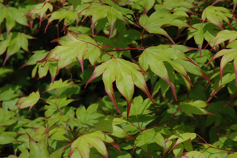 Tsuma Gaki Japanese Maple (Acer palmatum 'Tsuma Gaki') in 