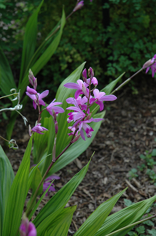 Lavender Japanese Hyacinth Orchid (Bletilla striata) in