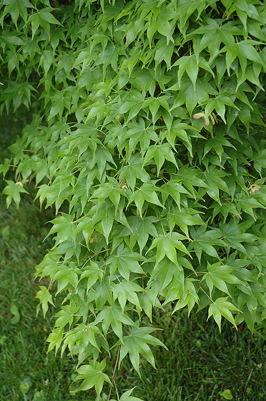 Hogyoku Japanese Maple (Acer palmatum 'Hogyoku') at Squak Mountain Nursery