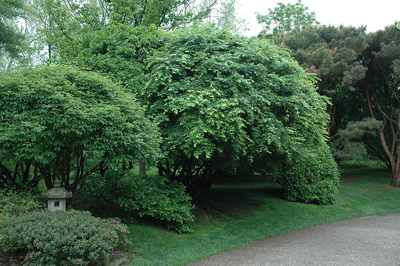 Japanese Maple (Acer palmatum) at Squak Mountain Nursery