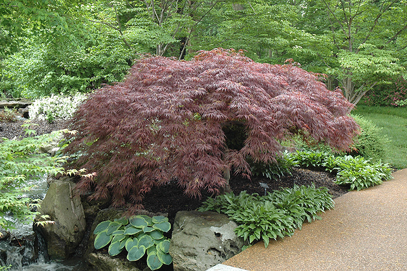 Red Select Japanese Maple (Acer palmatum 'Red Select') at Squak Mountain Nursery