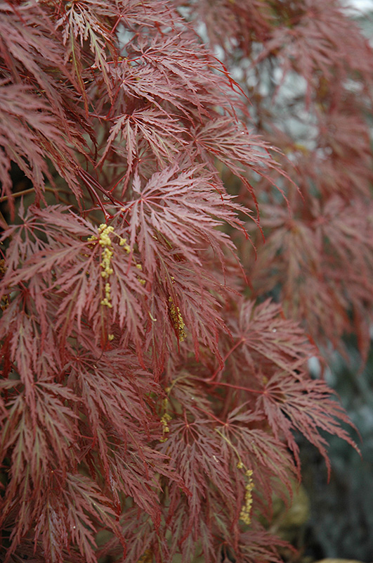 Inaba Shidare Cutleaf Japanese Maple (Acer palmatum 'Inaba Shidare') at Squak Mountain Nursery