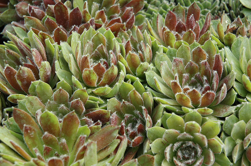 Ashes of Roses Hens And Chicks (Sempervivum 'Ashes of Roses') at Squak Mountain Nursery
