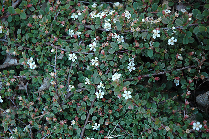 Streib's Findling Cotoneaster (Cotoneaster dammeri 'Streib's Findling') at Squak Mountain Nursery
