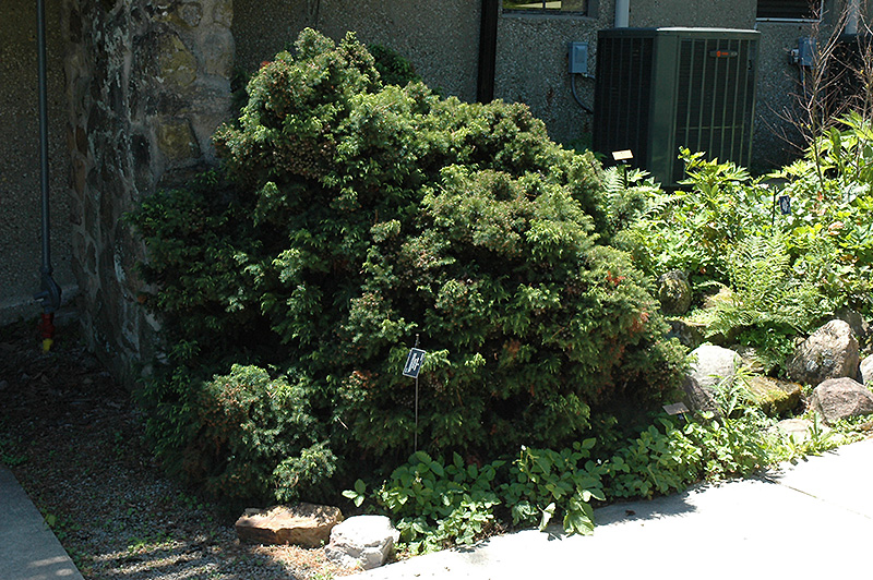 Elegant Dwarf Japanese Cedar (Cryptomeria japonica 'Elegans Nana') at Squak Mountain Nursery