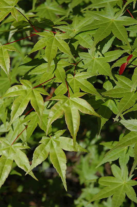Shindeshojo Japanese Maple (Acer palmatum 'Shindeshojo') at Squak Mountain Nursery
