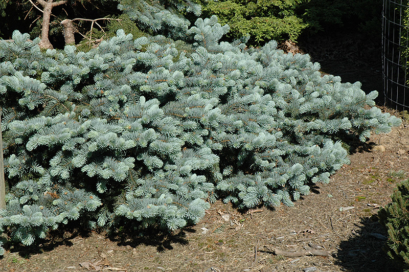 Blue Spreader Dwarf Spruce (Picea pungens 'Blue Spreader') at Squak Mountain Nursery