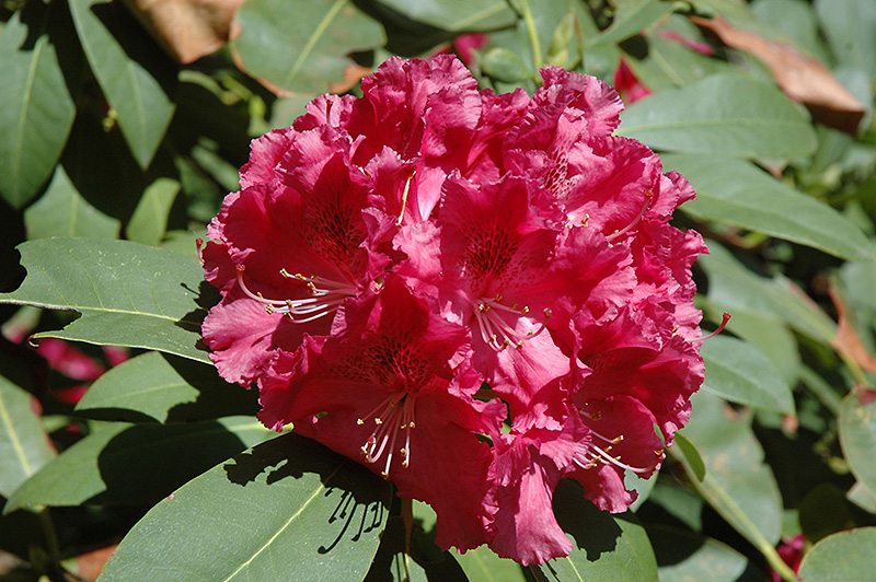 Trude Webster Rhododendron (Rhododendron 'Trude Webster') at Squak Mountain Nursery