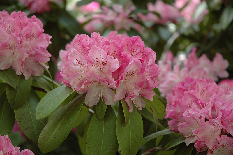 Holden Rhododendron (Rhododendron 'Holden') at Squak Mountain Nursery