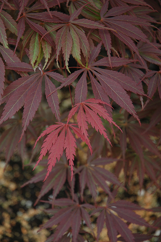 Burgundy Lace Japanese Maple (Acer palmatum 'Burgundy Lace') at Squak Mountain Nursery