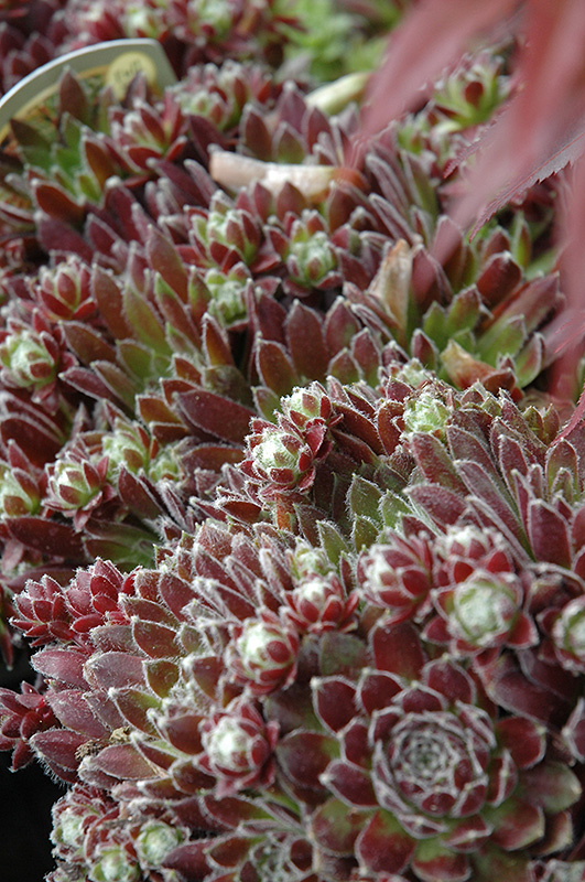 Icicle Hens And Chicks (Sempervivum 'Icicle') at Squak Mountain Nursery