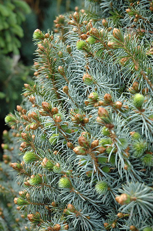 Papoose Dwarf Sitka Spruce (Picea sitchensis 'Papoose') in 