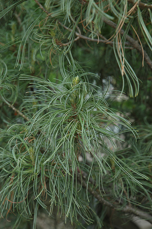 Twisted White Pine (Pinus strobus 'Contorta') at Squak Mountain Nursery