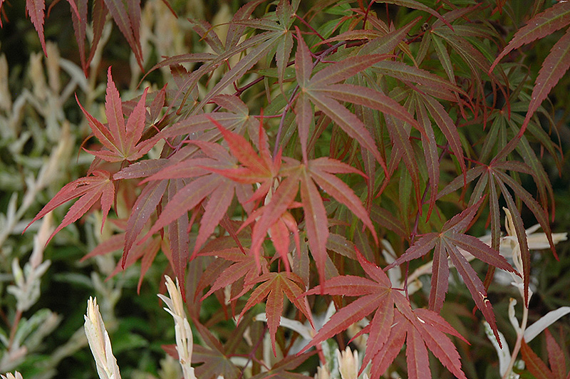 Dwarf Red Pygmy Japanese Maple (Acer palmatum 'Red Pygmy') at Squak Mountain Nursery