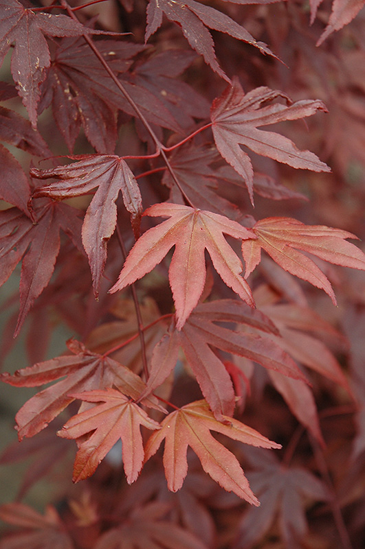 Fireglow Japanese Maple (Acer palmatum 'Fireglow') at Squak Mountain Nursery