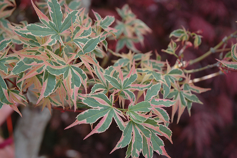 Beni Schichihenge Japanese Maple (Acer palmatum 'Beni Schichihenge') at Squak Mountain Nursery