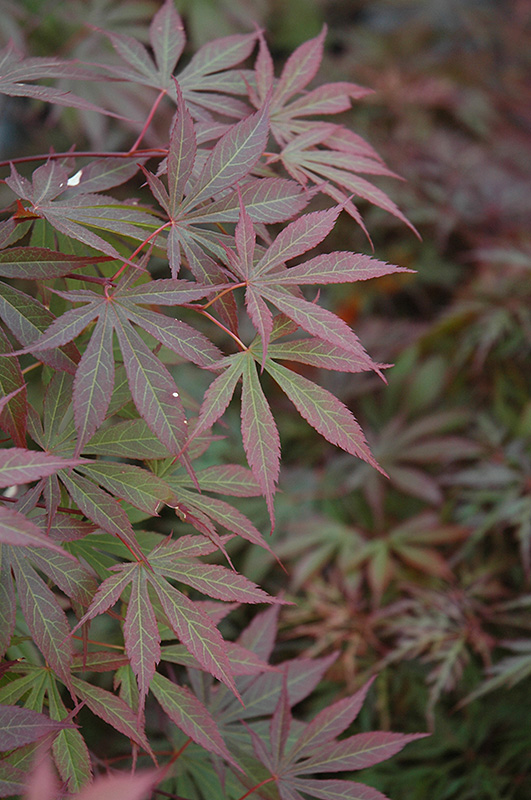 Suminagashi Japanese Maple (Acer palmatum 'Suminagashi') at Squak Mountain Nursery